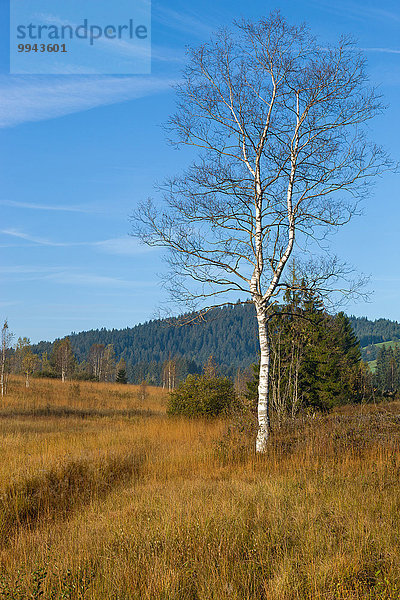 Europa Landschaft Wald Holz Birke Sumpf Morgendämmerung Moor Schweiz Morgenlicht