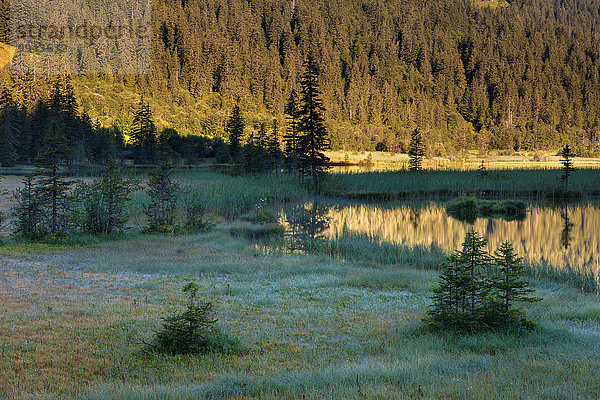 Europa Spiegelung Wald See Holz Morgendämmerung Berner Oberland Kanton Bern Bergsee Schweiz Morgenlicht