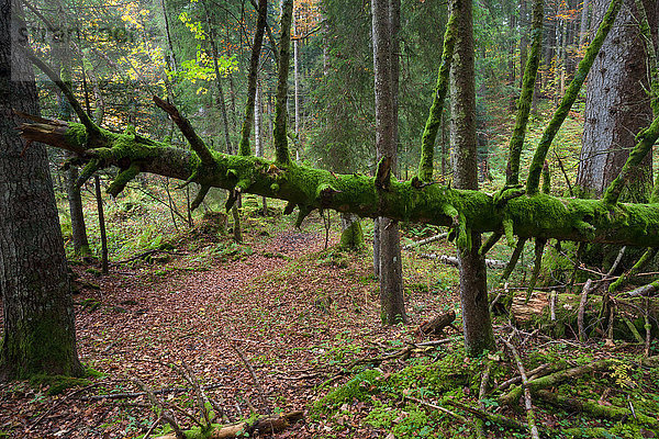 Naturschutzgebiet Europa Wald Holz Schweiz
