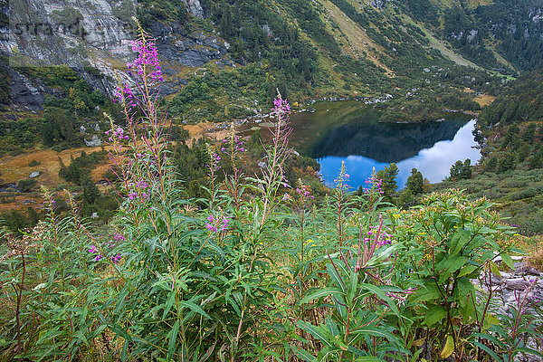 Naturschutzgebiet Europa See Weidenröschen Schweiz
