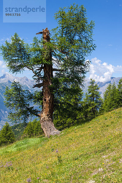 Europa Baum Lärche Schweiz