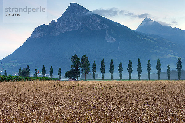 Kornfeld Europa Schweiz