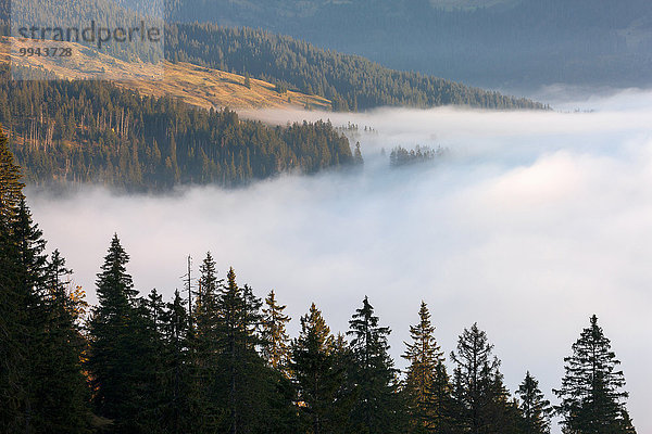 Europa Wald Nebel Holz Schweiz Nebelmeer