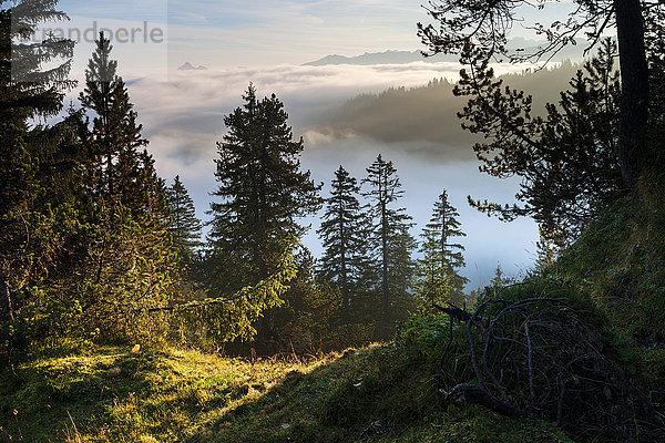 Europa Wald Nebel Holz Schweiz Nebelmeer