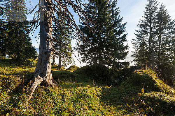 Europa Wald Holz Schweiz