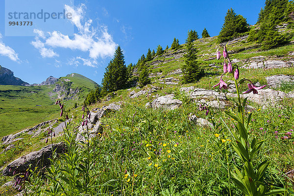 Europa Wiese Schweiz