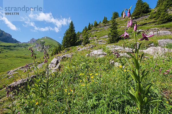 Europa Wiese Schweiz