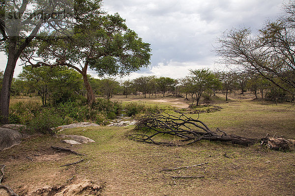 Ostafrika Landschaftlich schön landschaftlich reizvoll Baum Landschaft Reise Serengeti Nationalpark Afrika Tansania