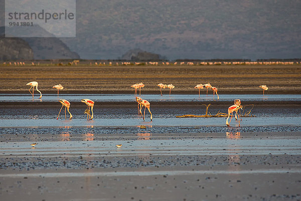 Ostafrika Landschaftlich schön landschaftlich reizvoll Wasser Sonnenuntergang Beleuchtung Licht Landschaft Tier Reise See Vogel Wildtier Afrika Flamingo Stimmung Tansania