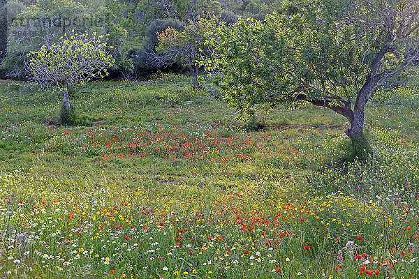 Wiese mit Mandelbaum und Wildblumen  bei Calonge  Mallorca  Balearen  Spanien  Europa