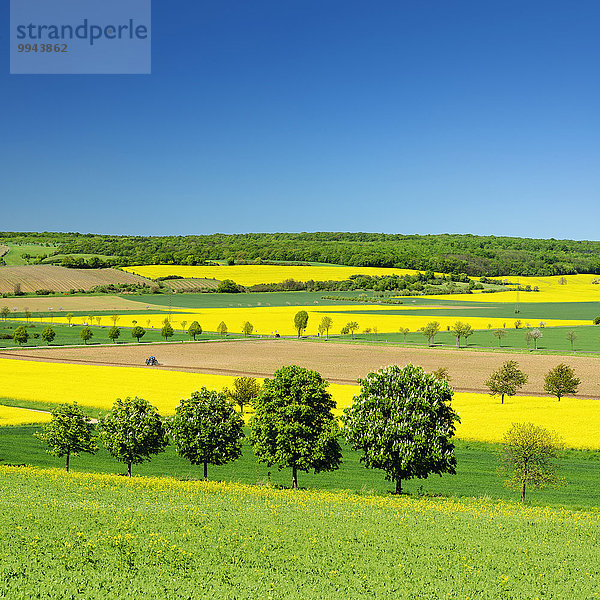 Frühlingslandschaft mit Rapsfeldern  Getreidefeldern und Baumalleen unter blauem Himmel  Burgenlandkreis  Sachsen-Anhalt  Deutschland  Europa