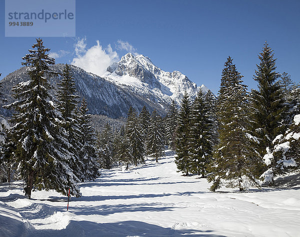 Weg durch den verschneiten Tannenwald  Wettersteingebirge  bei Mittenwald  Werdenfelser Land  Oberbayern  Bayern  Deutschland  Europa