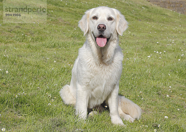 Golden Retriever Rüde  5 Jahre  sitzt auf der Wiese