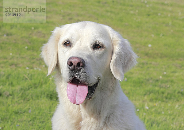 Golden Retriever Rüde  5 Jahre