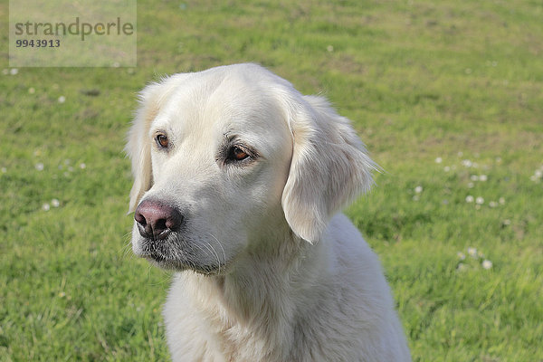 Golden Retriever Rüde  5 Jahre