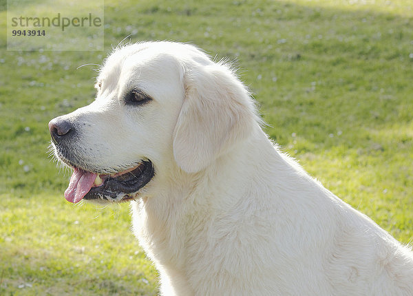 Golden Retriever Rüde  5 Jahre