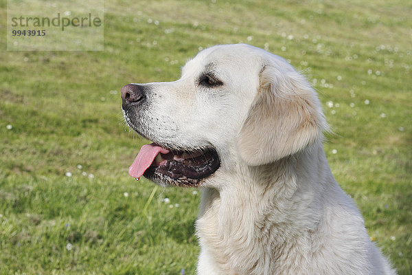 Golden Retriever Rüde  5 Jahre