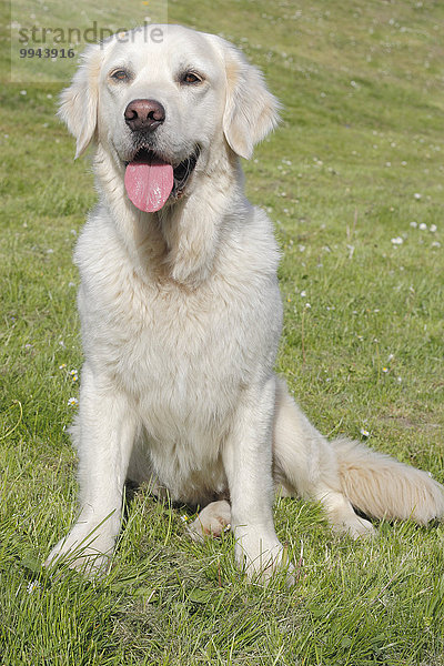 Golden Retriever Rüde  5 Jahre  sitzt auf der Wiese