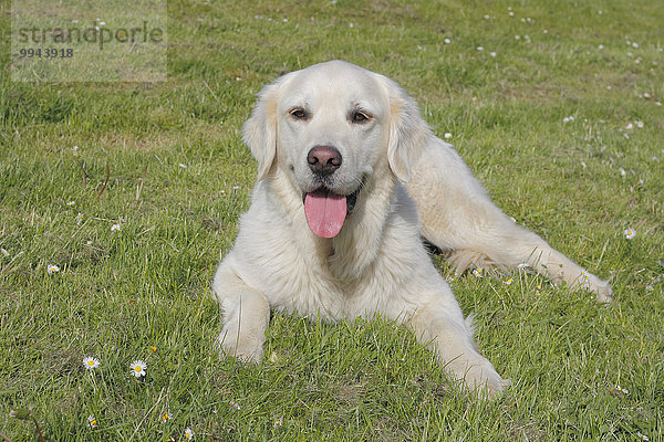 Golden Retriever Rüde  5 Jahre  liegt auf der Wiese