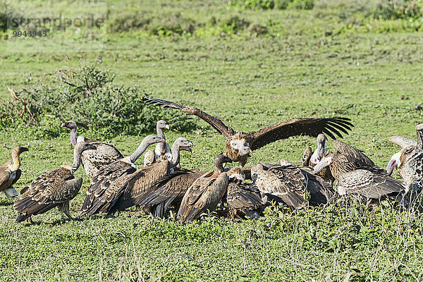 Gänsegeier (Gyps fulvus)  Serengeti  Tansania  Afrika