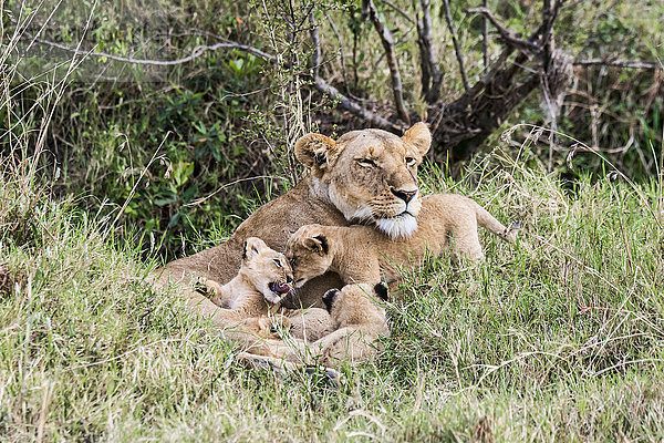 Löwin (Panthera leo) mit Jungen  Masai Mara  Kenia  Ostafrika  Afrika