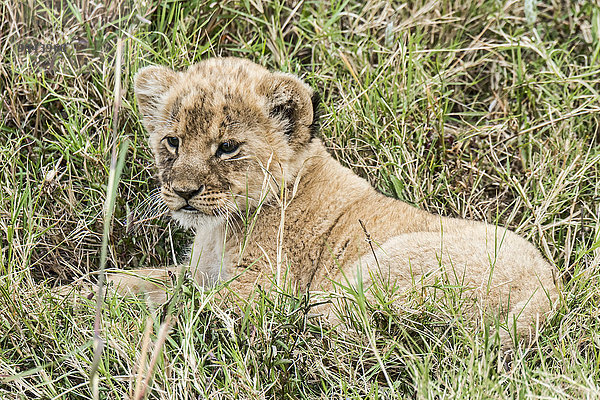 Löwenbaby (Panthera leo)  Masai Mara  Kenia  Ostafrika  Afrika