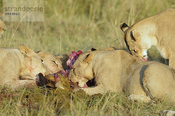 Löwinnen (Panthera leo) beim Fressen am Riss  Masai Mara Nationalreservat  Kenia  Afrika