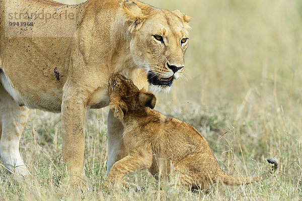 Löwin (Panthera leo) mit Jungtier  übt die Jagdtechnik  Masai Mara Nationalreservat  Kenia  Afrika