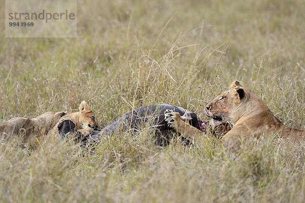Löwinnen (Panthera leo) am Gnu Kadaver  am Riss  beim Fressen  Masai Mara Nationalreservat  Kenia  Afrika