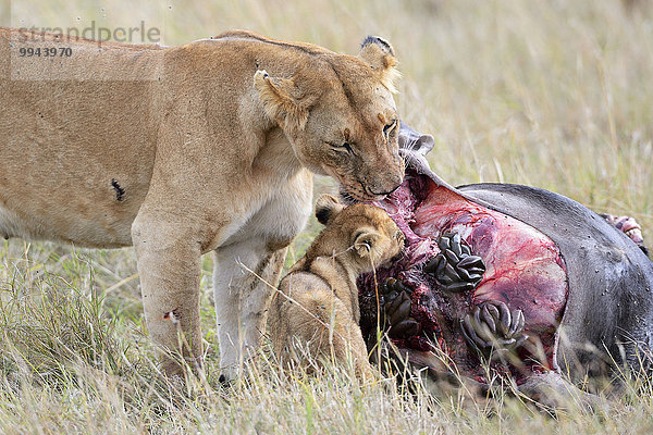 Löwin (Panthera leo) mit Jungtier am Gnu Kadaver  am Riss  beim Fressen  Masai Mara Nationalreservat  Kenia  Afrika