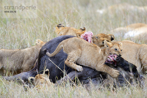 Löwen  (Panthera leo)  Löwenfamilie frisst am Gnu Kadaver  am Riss  Masai Mara Nationalreservat  Kenia  Afrika