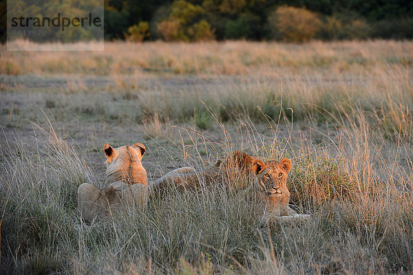 Löwen  (Panthera leo)  Löwenrudel liegt im hohen Gras  im ersten Morgenlicht  Masai Mara Nationalreservat  Kenia  Afrika