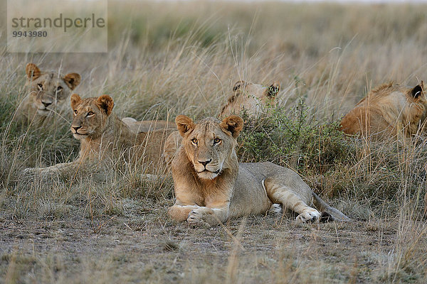 Löwen  (Panthera leo)  Löwenrudel liegt im hohen Gras  Masai Mara Nationalreservat  Kenia  Afrika