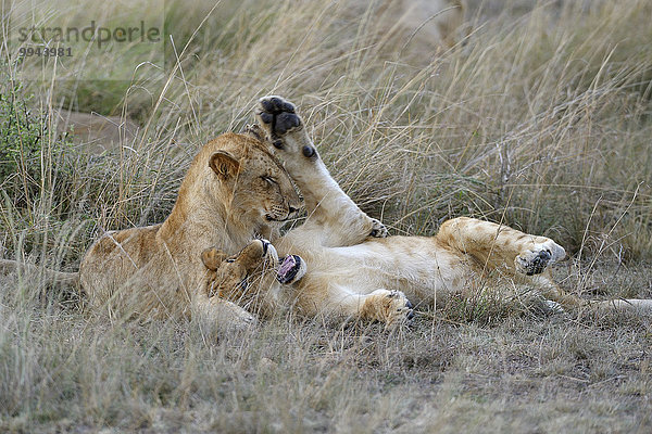 Junge Löwen (Panthera leo) spielen miteinander im hohen Gras  Masai Mara Nationalreservat  Kenia  Afrika