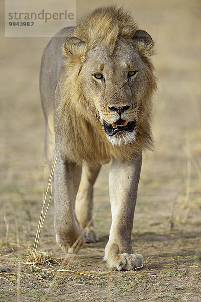 Löwe (Panthera leo)  Männchen  gehend  Südluangwa-Nationalpark  Sambia  Afrika