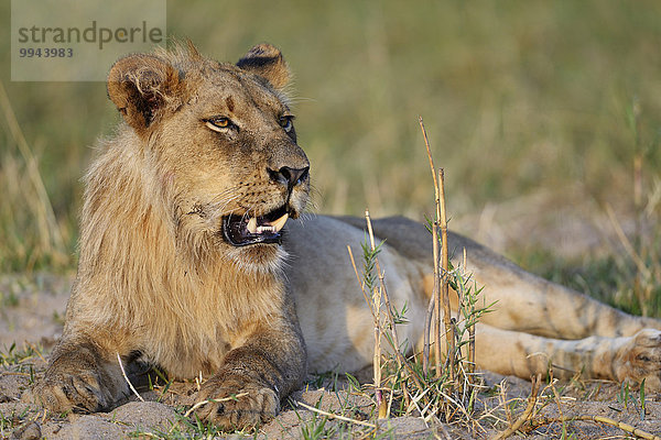 Löwe (Panthera leo)  junges Männchen  Untere-Zambesi-Nationalpark  Sambia  Afrika