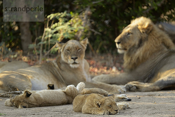 Löwen (Panthera leo)  Löwenfamilie  Weibchen und Männchen  mit Jungtieren ruhen  Unterer-Zambesi-Nationalpark  Sambia  Afrika