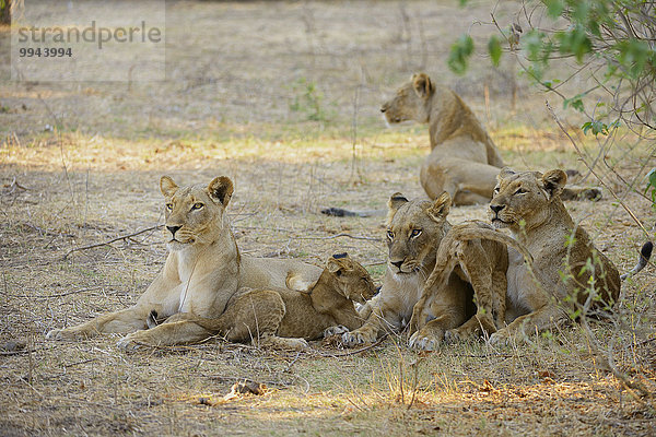 Löwinnen (Panthera leo) mit Jungtieren schauen aufmerksam  Unterer-Zambesi-Nationalpark  Sambia  Afrika