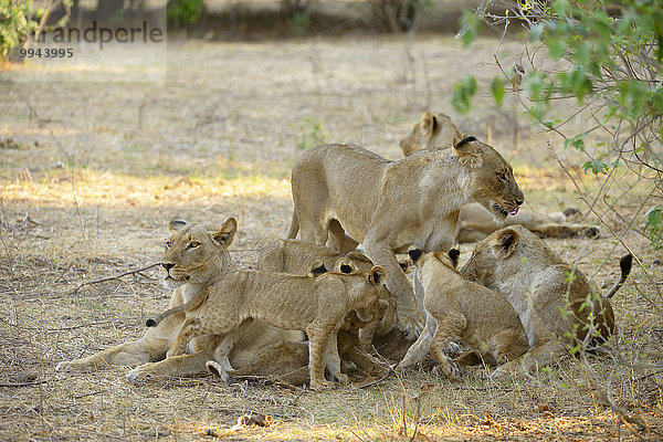 Löwen (Panthera leo)  Weibchen mit Jungtieren  ruhend  Unterer-Zambesi-Nationalpark  Sambia  Afrika