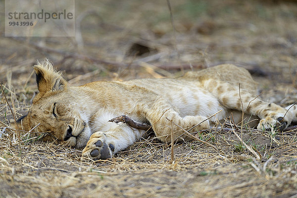 Kleiner Löwe (Panthera leo)  Jungtier schläft  Unterer-Zambesi-Nationalpark  Sambia  Afrika