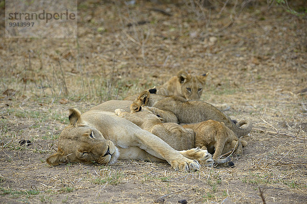 Löwin (Panthera leo)  Weibchen säugt Jungtiere  Untere-Zambesi-Nationalpark  Sambia  Afrika