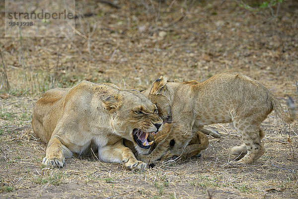 Löwin (Panthera leo)  zorniges Weibchen säugt Jungtiere  Untere-Zambesi-Nationalpark  Sambia  Afrika