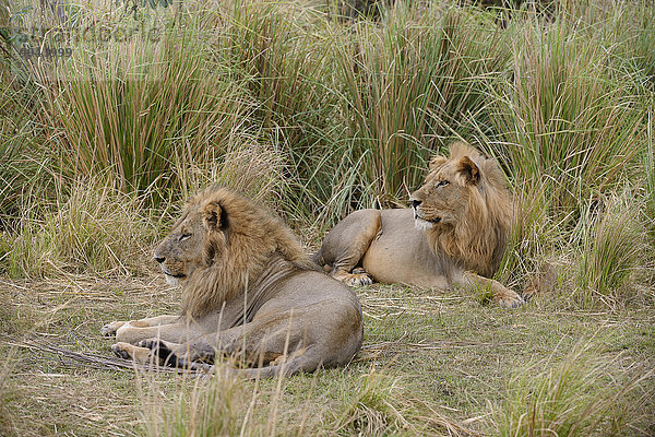 Löwen (Panthera leo)  Männchen ruhen im hohen Gras  Untere-Zambesi-Nationalpark  Sambia  Afrika