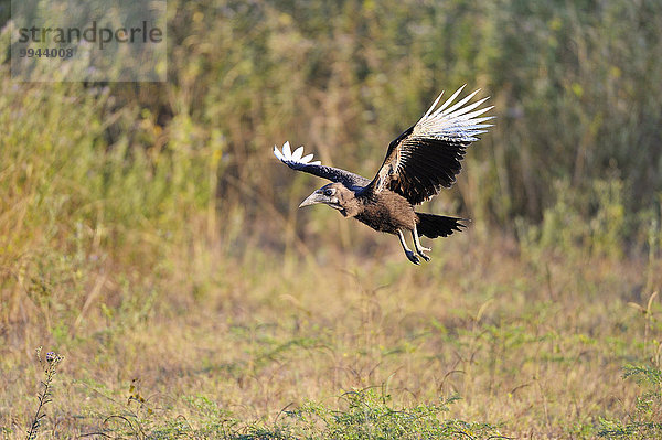 Südlicher Hornrabe  Rotwangenhornrabe  (Bucorvus leadbeateri)  Jungvogel im Flug  Süd-Luangwa-Nationalpark  Sambia  Afrika