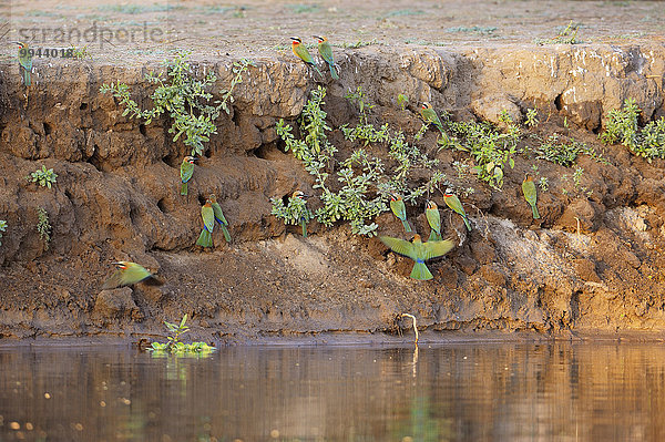Weißstirnspinte (Merops bullockoides)  Kolonie an der Uferbank über dem Wasser  Untere-Zambesi-Nationalpark  Sambia  Afrika