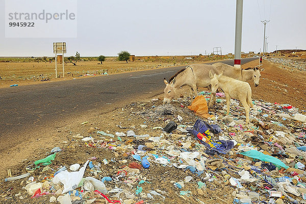 Esel fressen Müll am Straßenrand  Straße von Nouakchott nach Mali bei Aleg  Region Brakna  Mauretanien  Afrika
