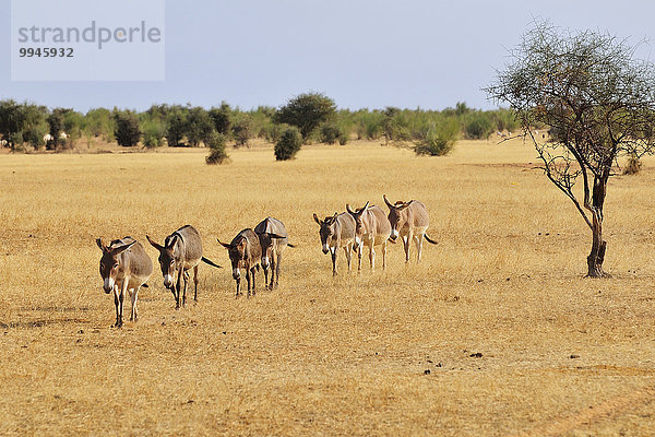 Eselherde zieht durch die Steppe  bei Aleg  Region Brakna  Mauretanien  Afrika