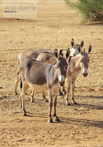 Esel in der Steppe  bei Aleg  Region Brakna  Mauretanien  Afrika