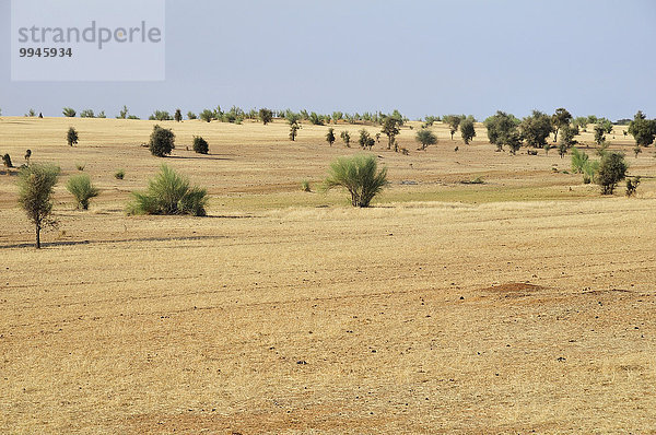 Steppenlandschaft  bei Aleg  Region Brakna  Mauretanien  Afrika