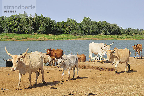 Rinder am Fluss Senegal  bei Bogué  Region Brakna  Mauretanien  Afrika